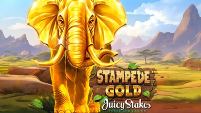 stampede gold